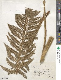 Polystichum braunii image