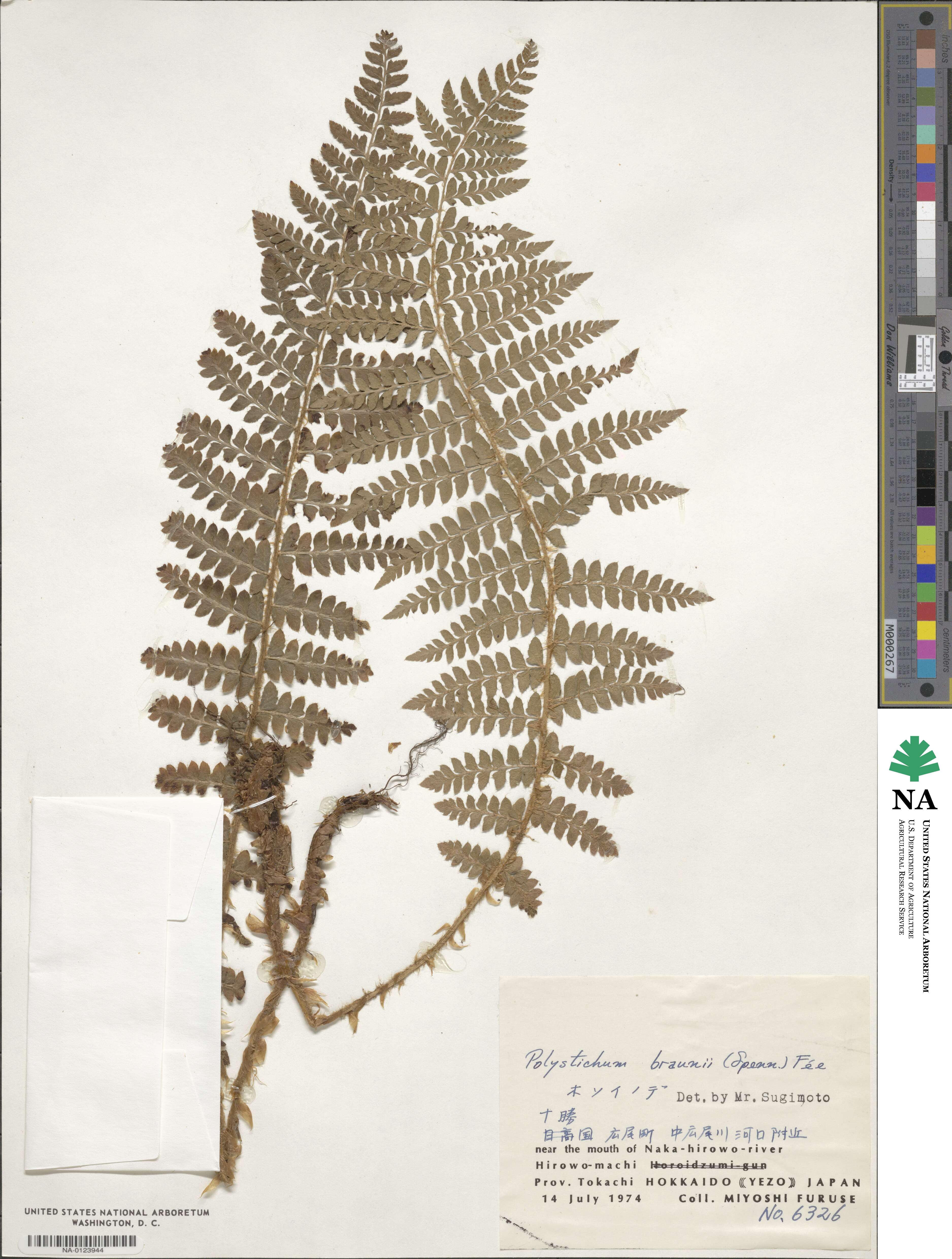 Polystichum braunii image