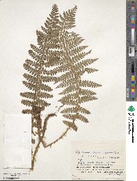 Polystichum braunii image