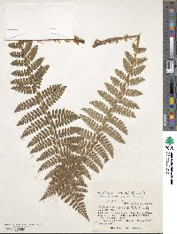 Polystichum braunii image