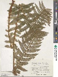 Polystichum braunii image