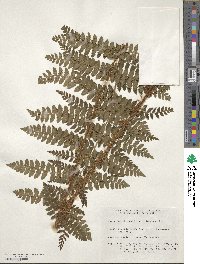 Polystichum braunii image