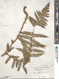 Polystichum braunii image