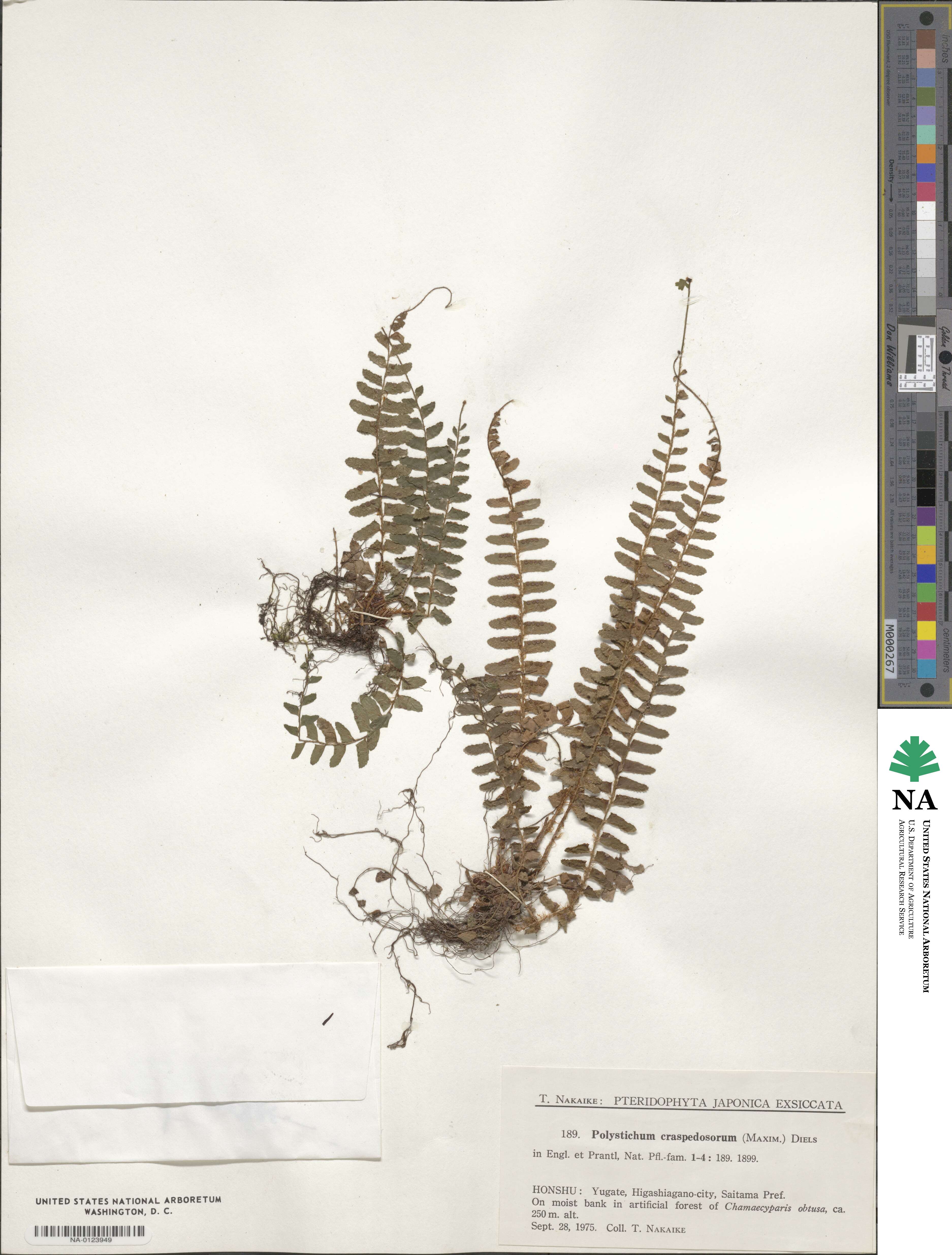 Polystichum craspedosorum image