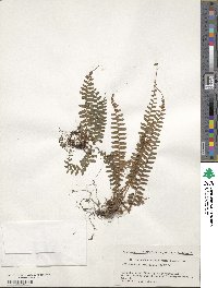 Polystichum craspedosorum image