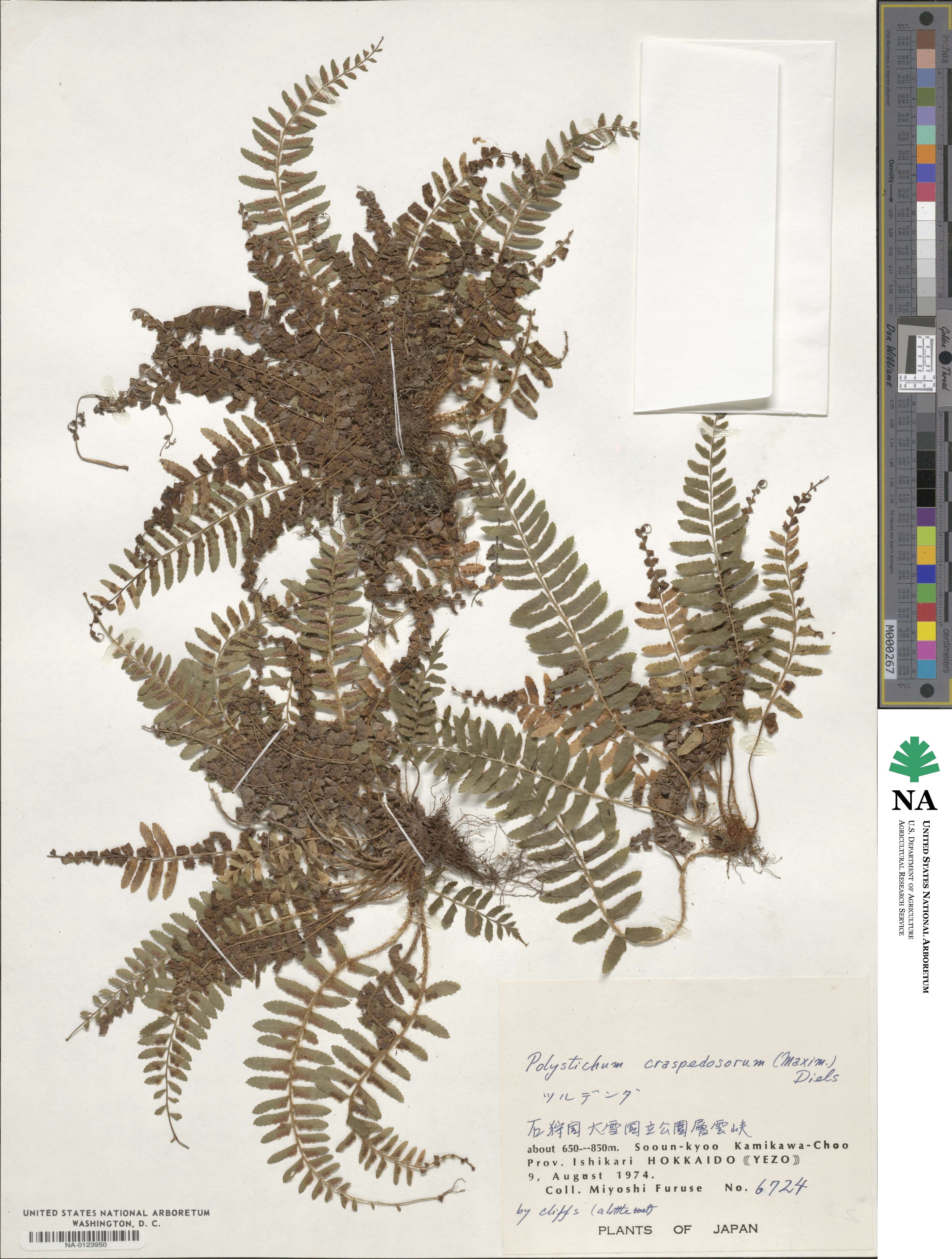 Polystichum craspedosorum image