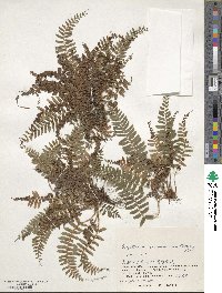 Polystichum craspedosorum image