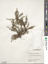 Polystichum craspedosorum image