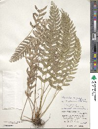 Image of Polystichum formosanum