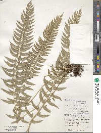 Polystichum formosanum image