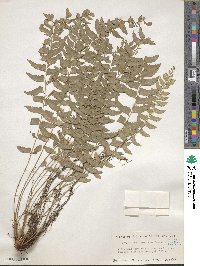 Polystichum formosanum image