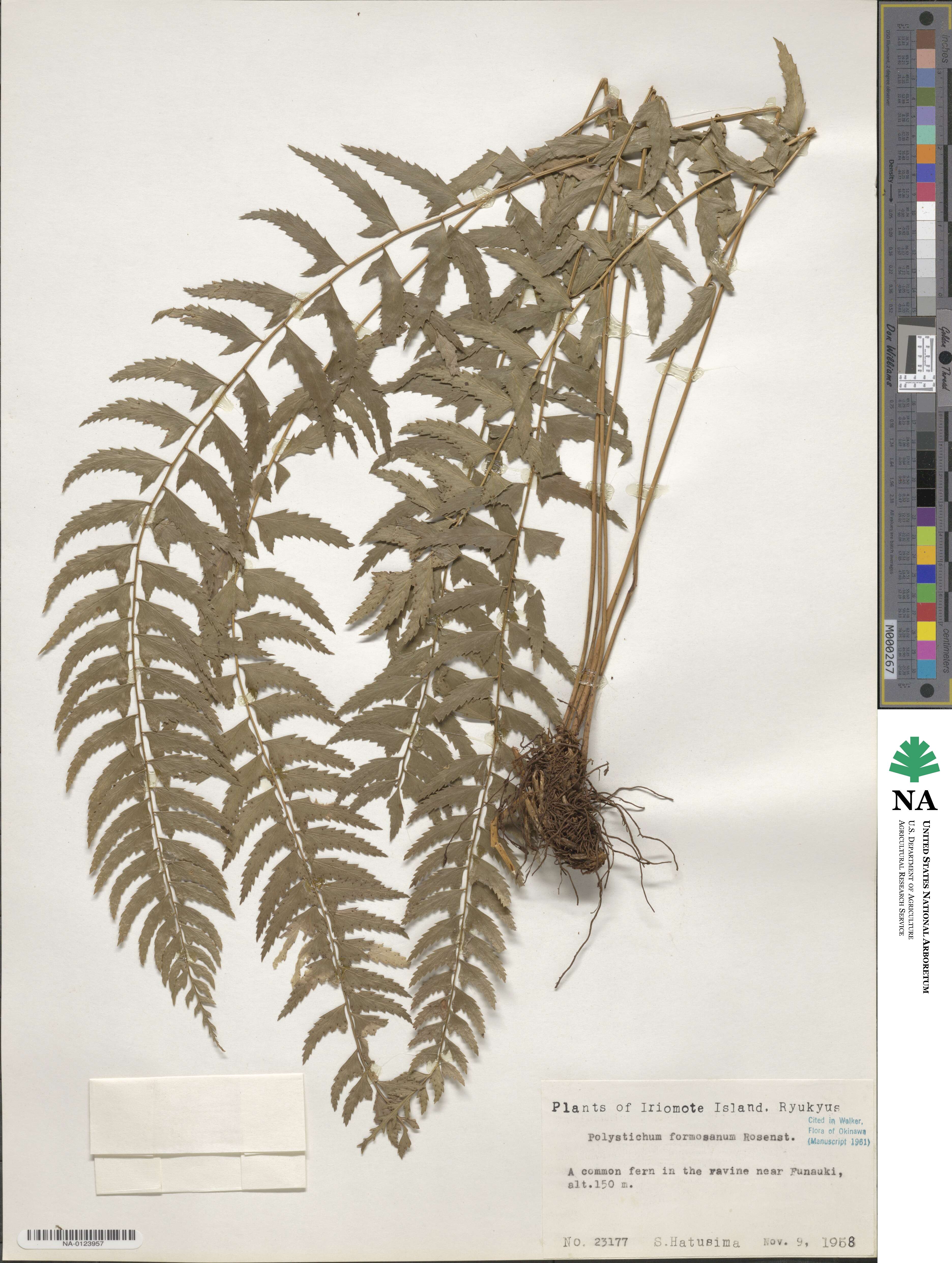 Polystichum formosanum image