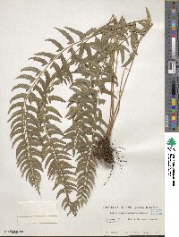 Polystichum formosanum image