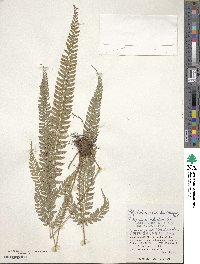 Polystichum hancockii image