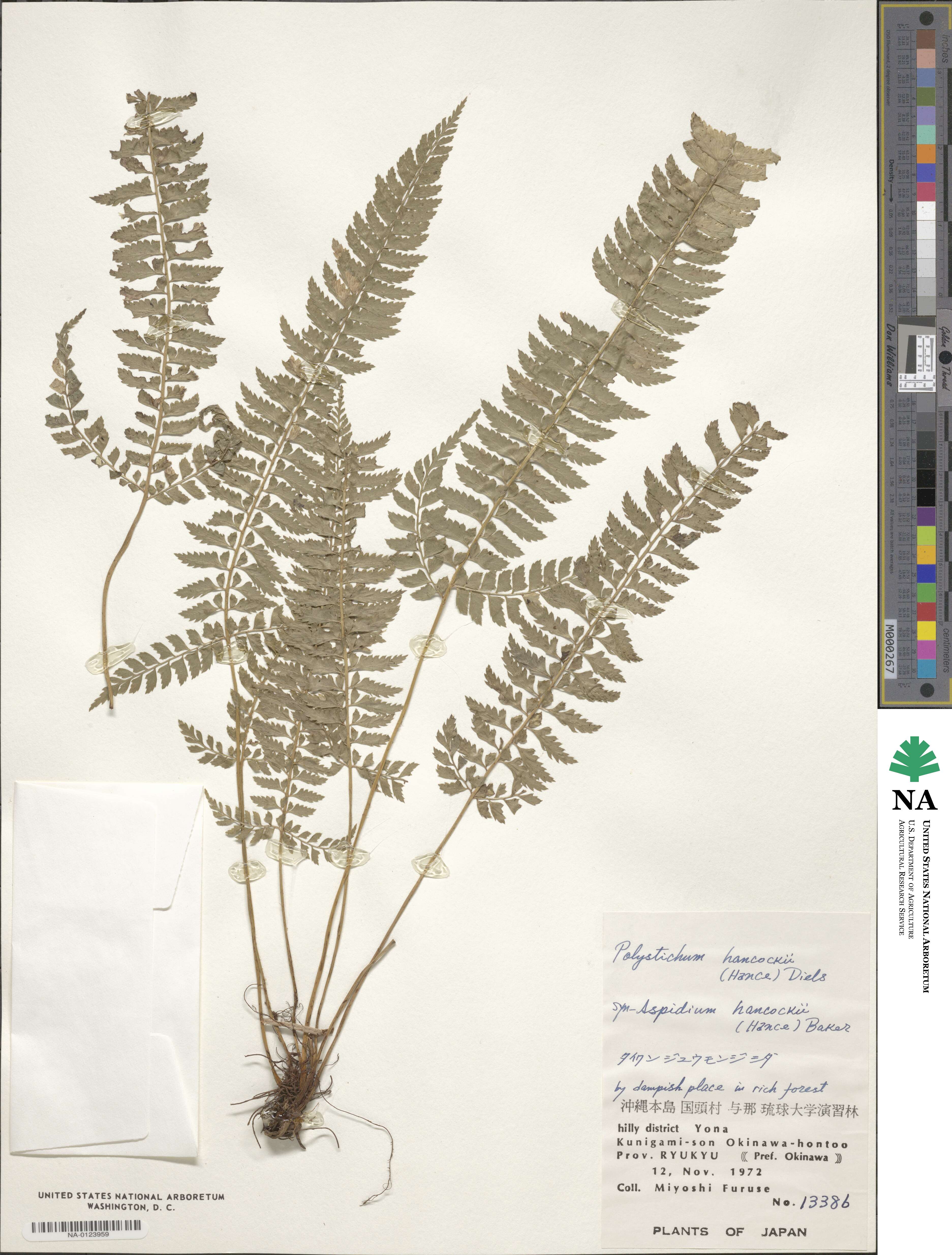 Polystichum hancockii image