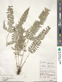 Polystichum hancockii image