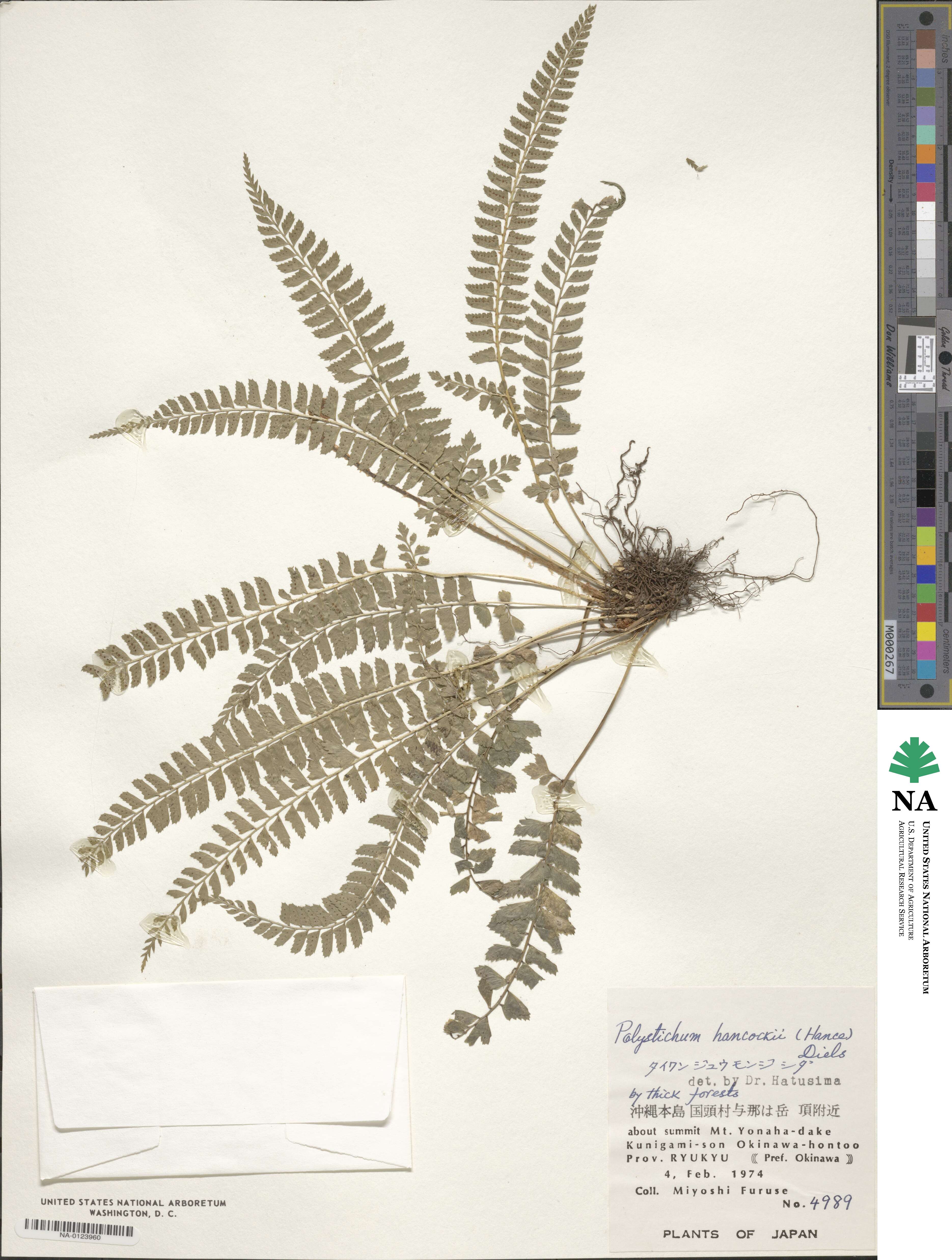 Polystichum hancockii image