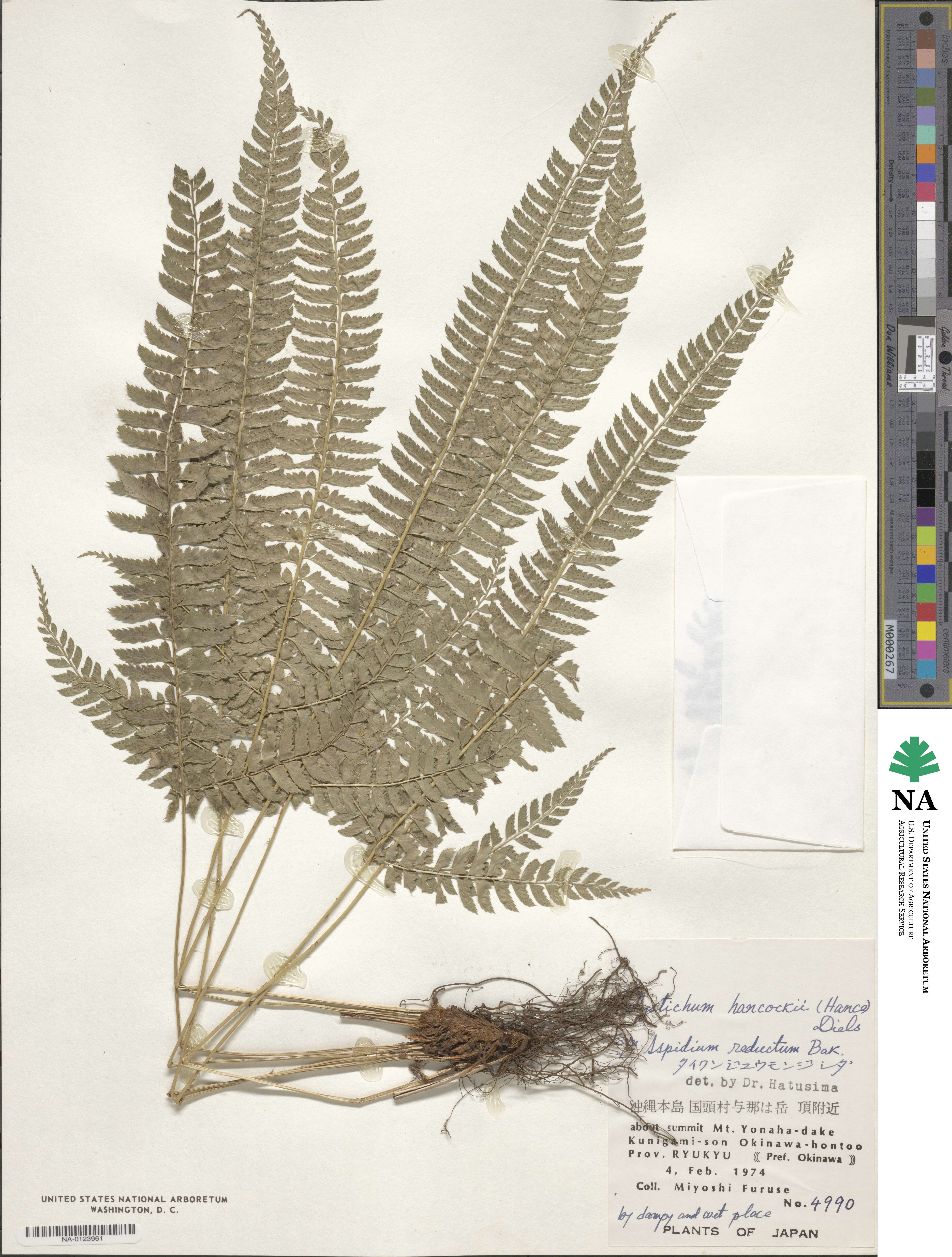 Polystichum hancockii image