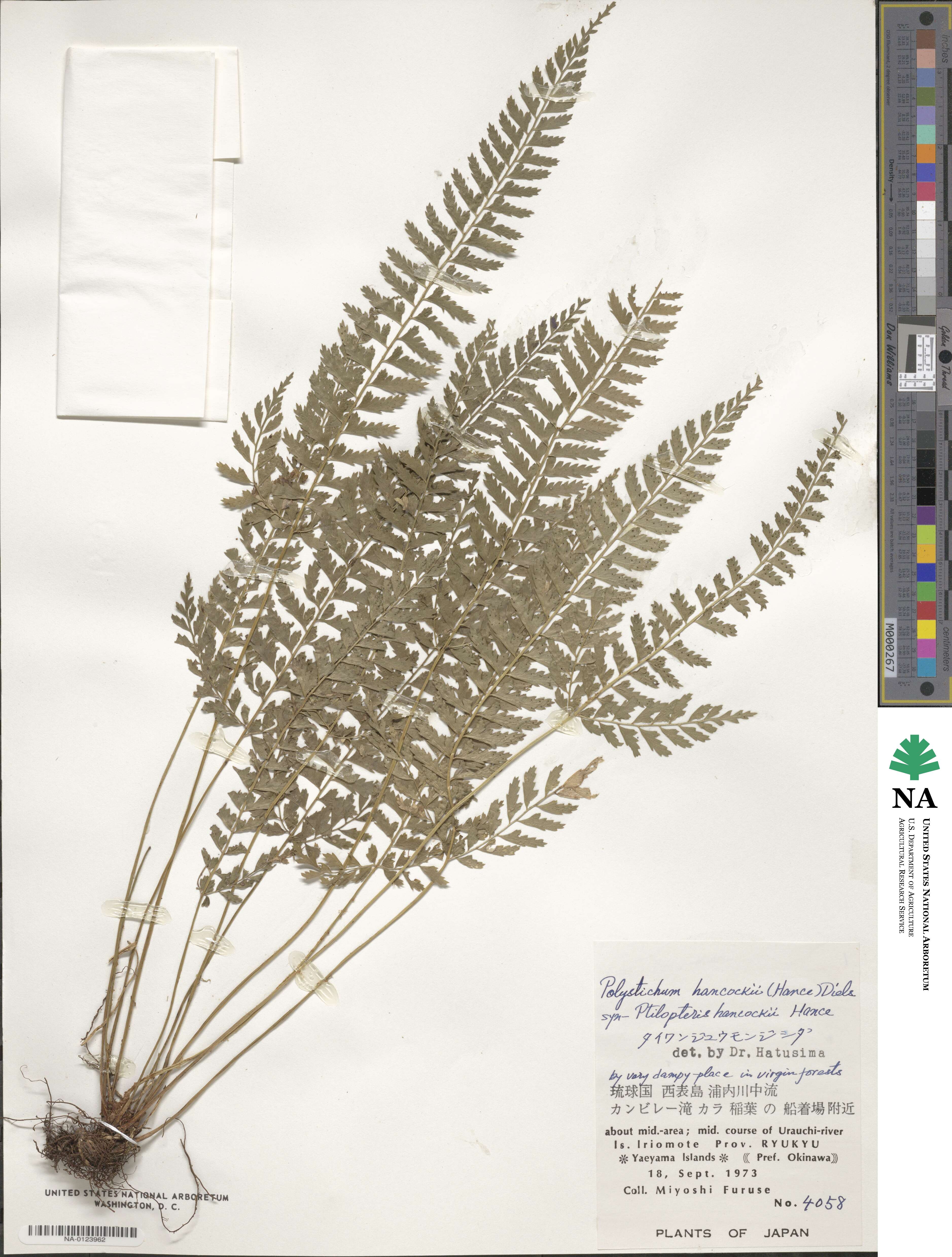 Polystichum hancockii image