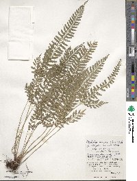 Polystichum hancockii image