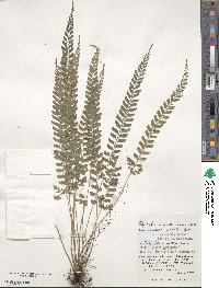 Polystichum hancockii image