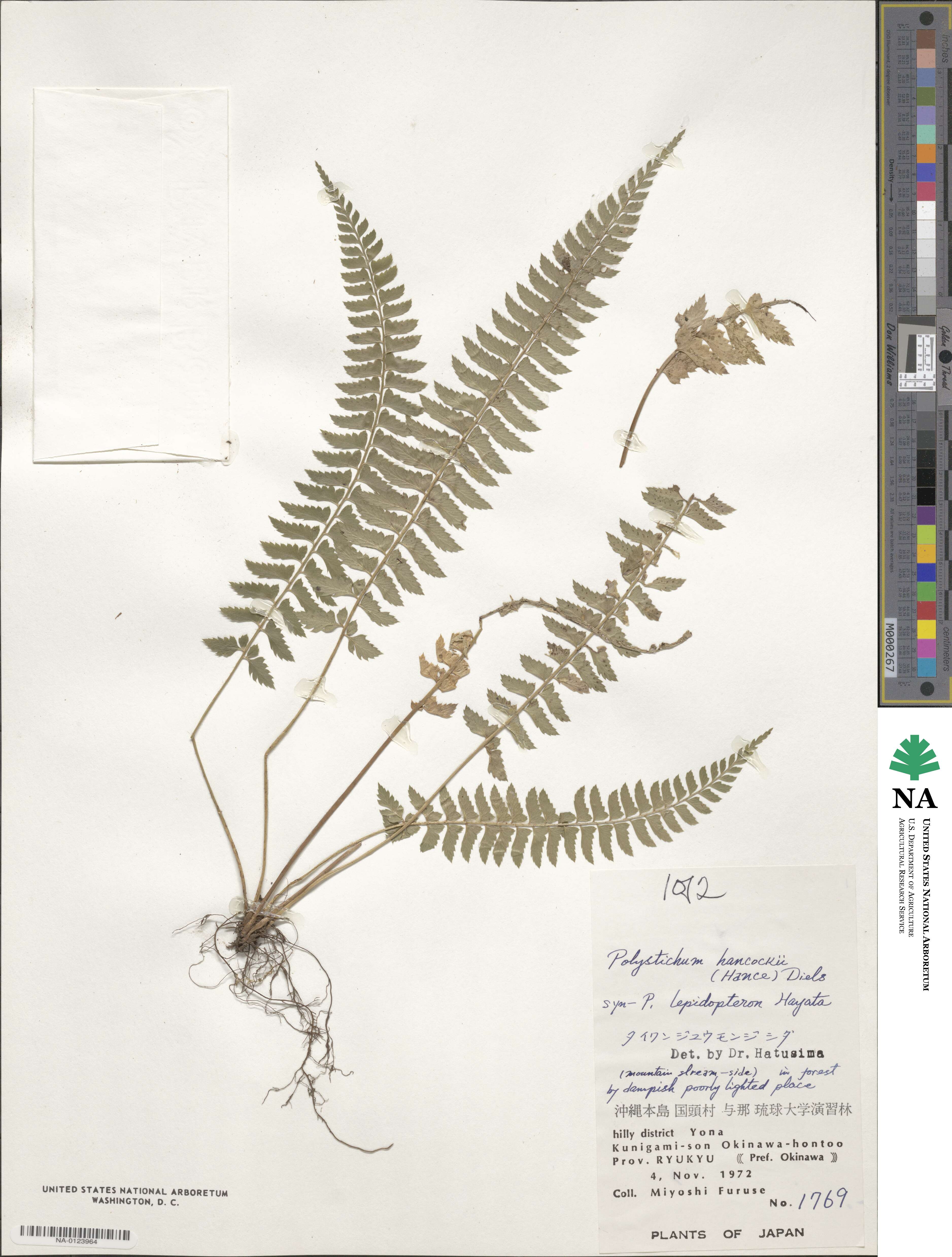 Polystichum hancockii image