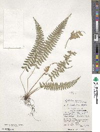 Polystichum hancockii image