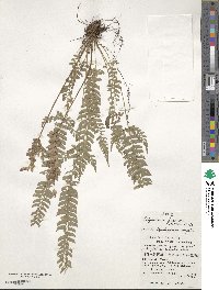 Polystichum hancockii image