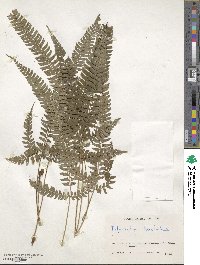 Polystichum hancockii image