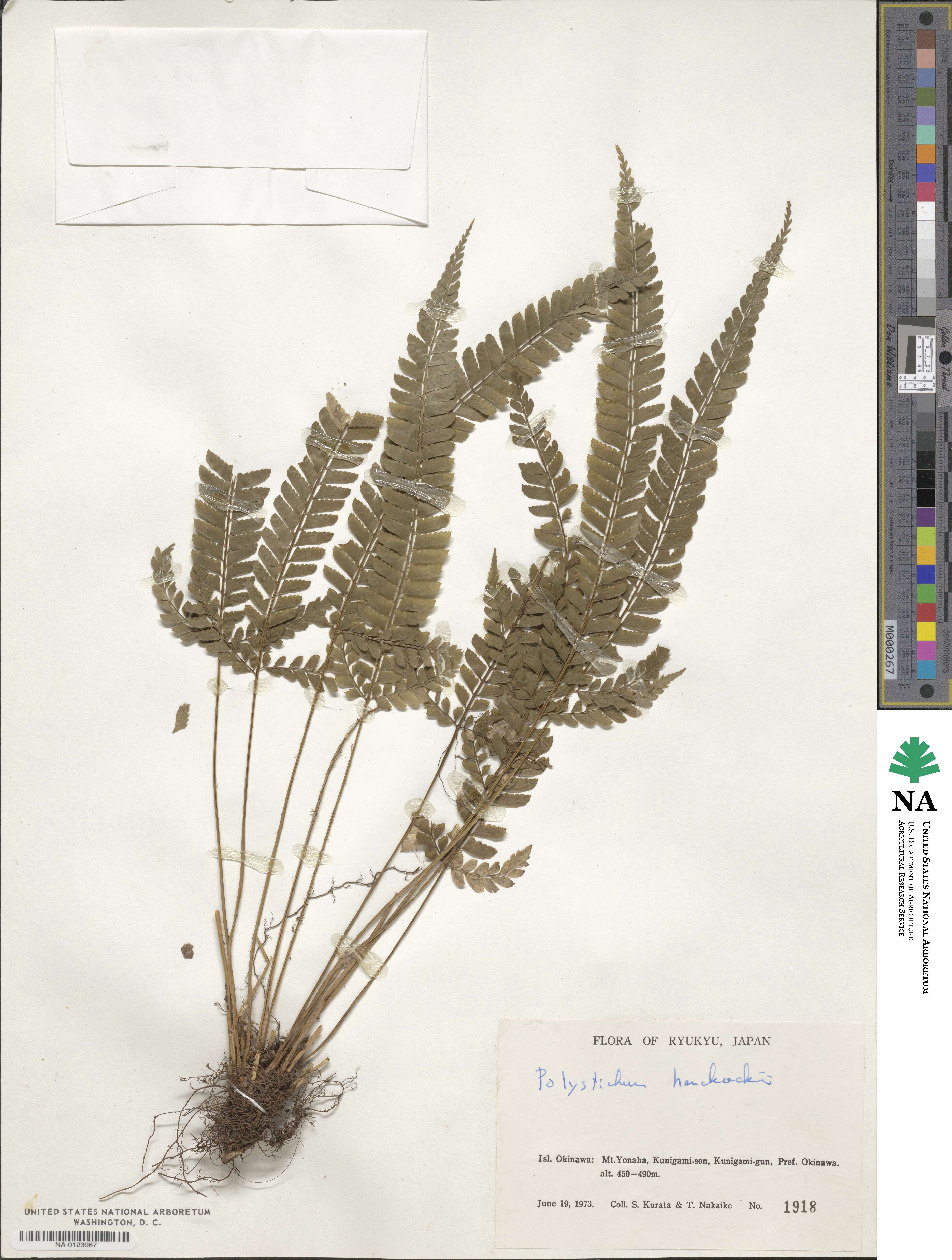 Polystichum hancockii image