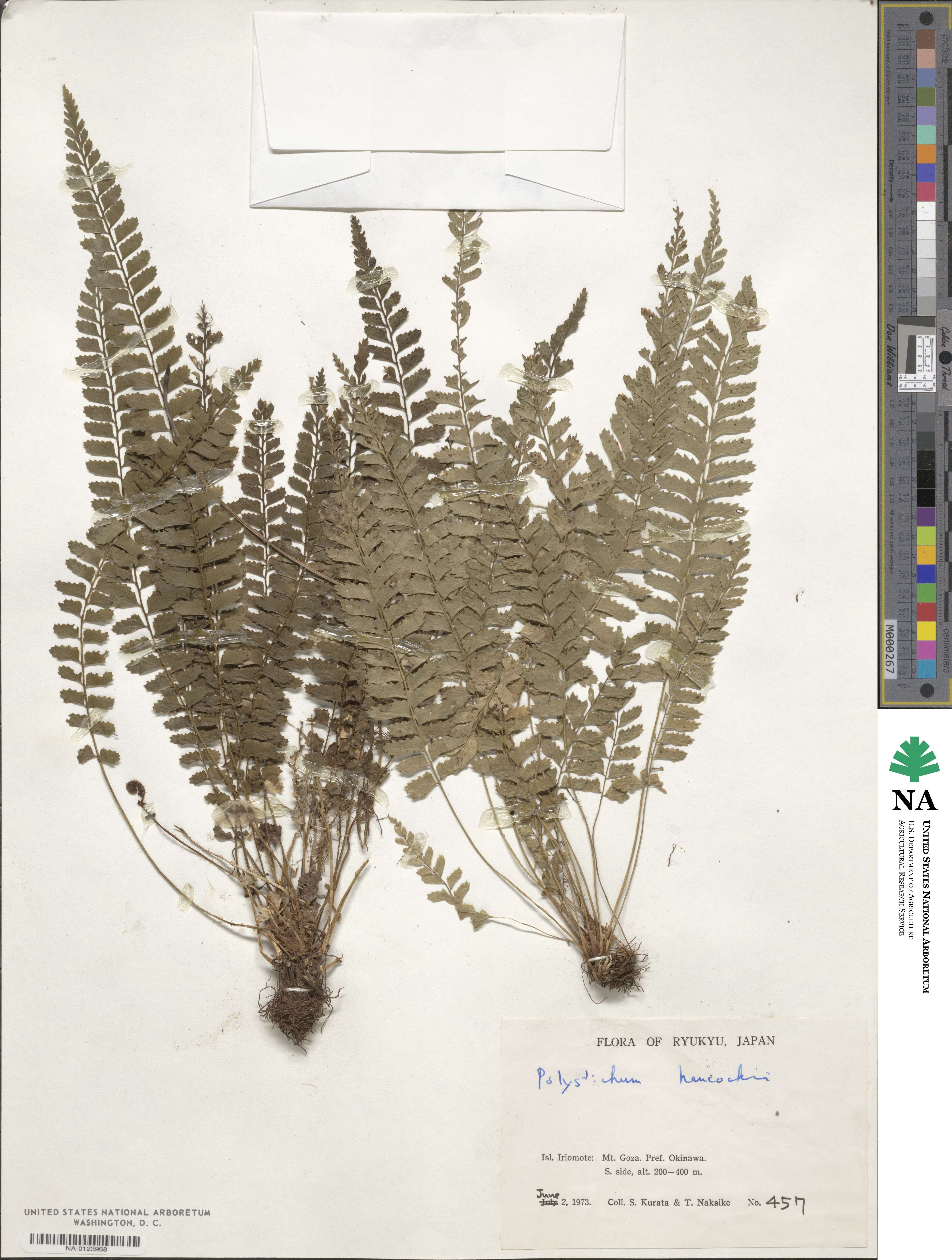 Polystichum hancockii image