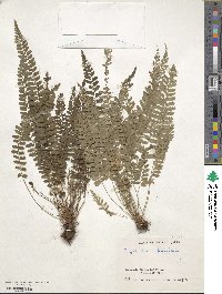 Polystichum hancockii image