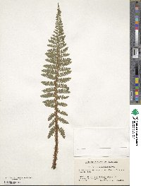 Image of Polystichum igaense