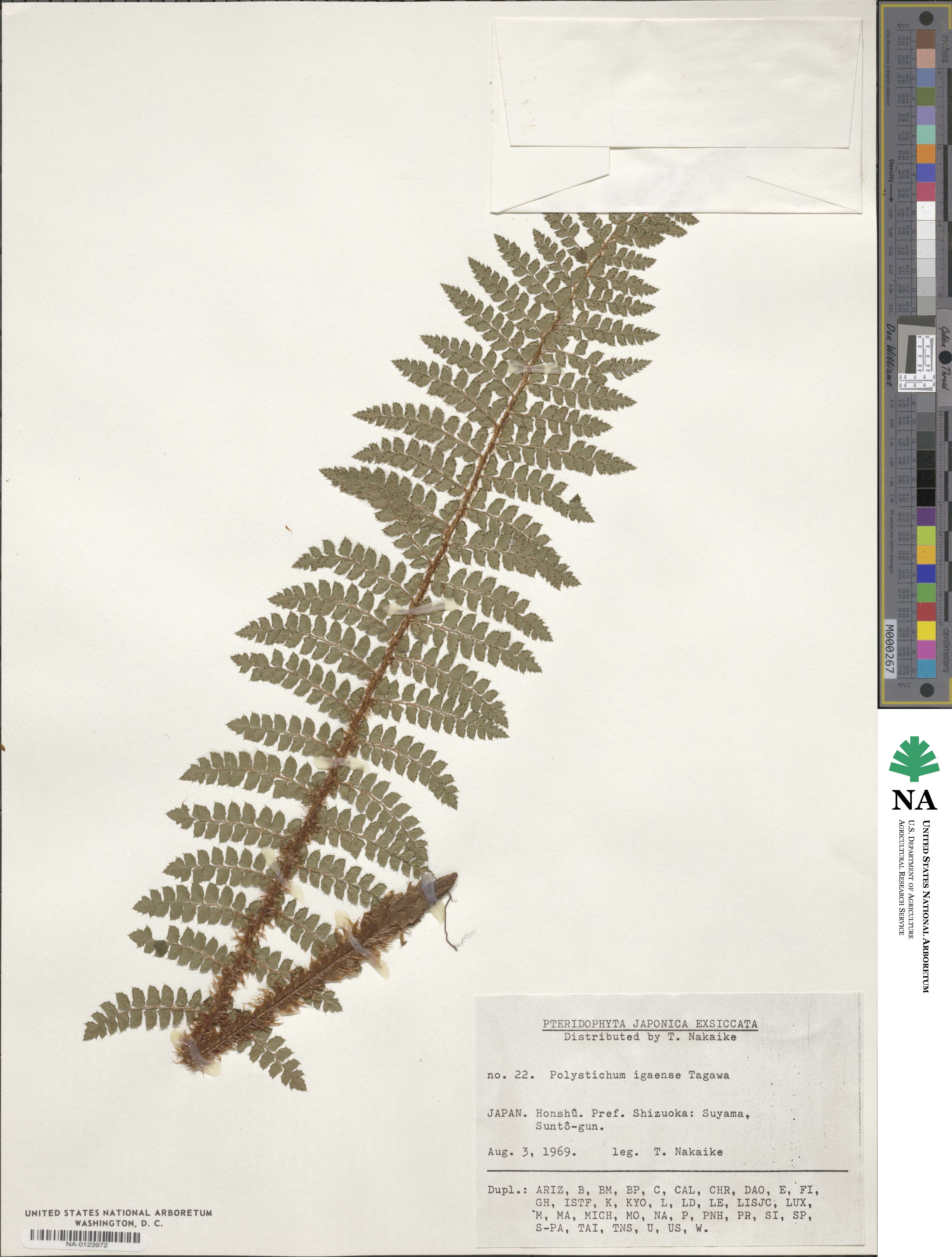 Polystichum igaense image