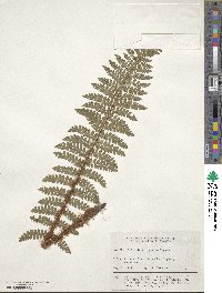 Polystichum igaense image