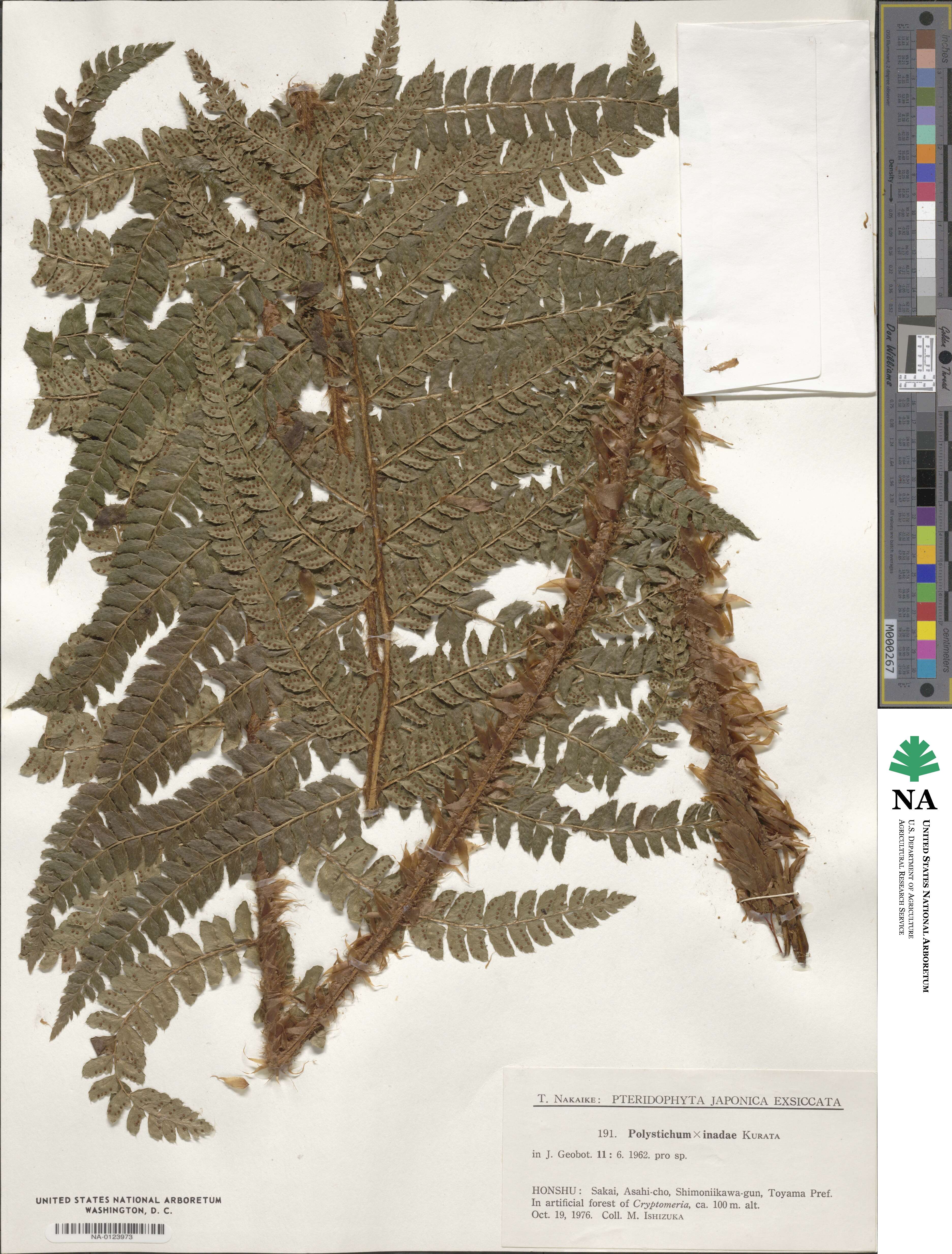 Polystichum inadae image