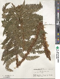 Image of Polystichum inadae