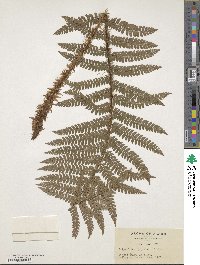 Image of Polystichum japonicum