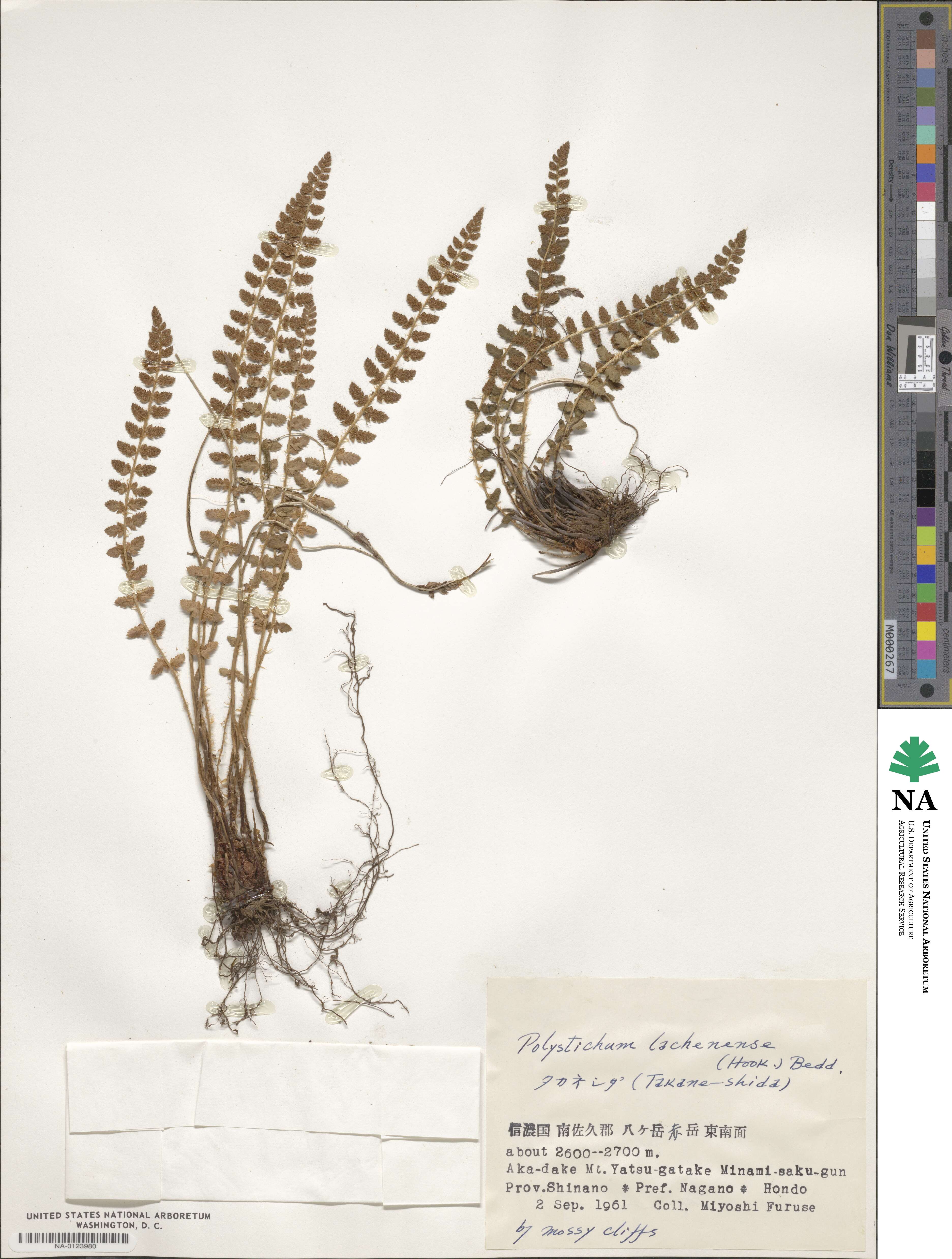 Polystichum lachenense image