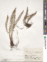 Image of Polystichum lachenense