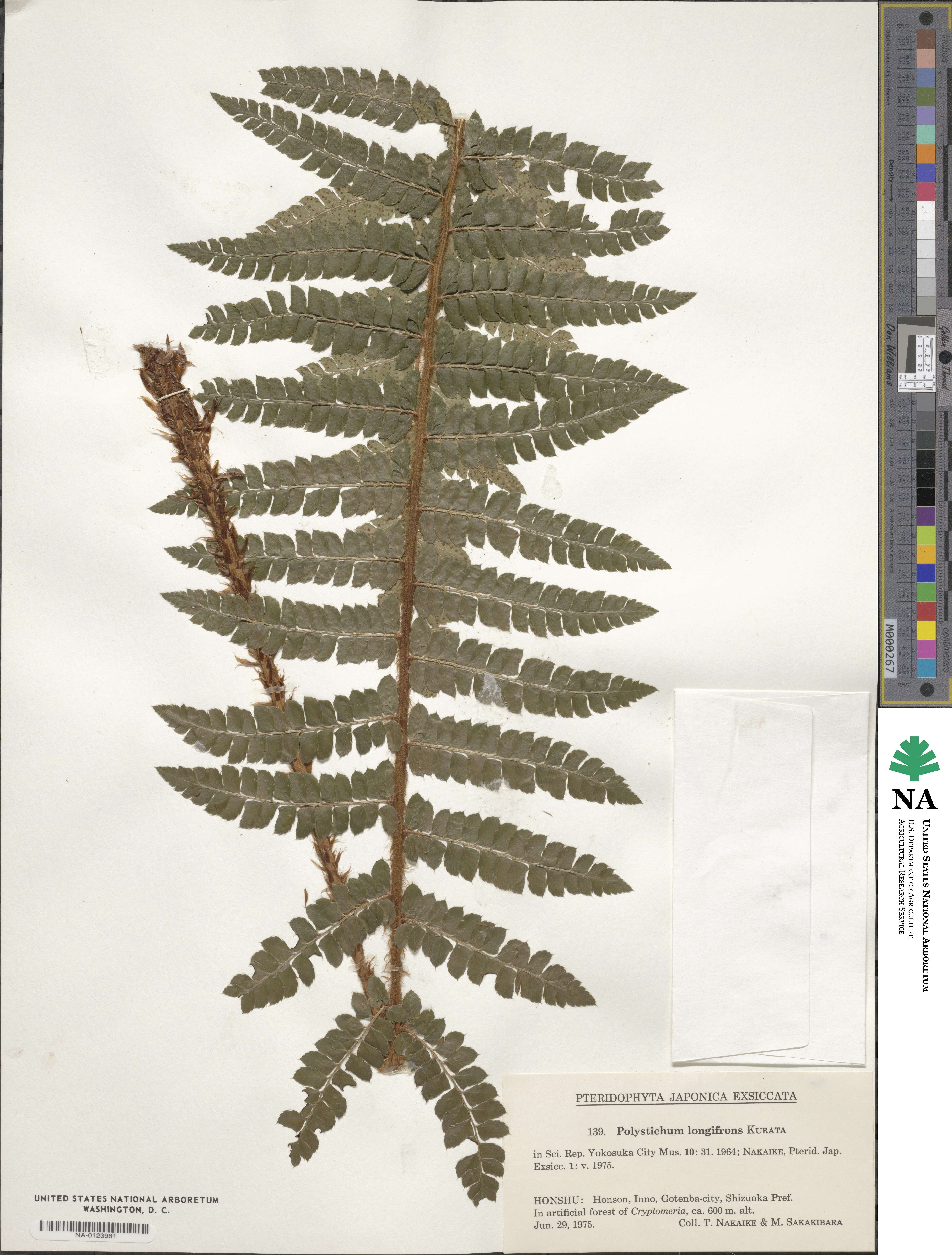 Polystichum longifrons image