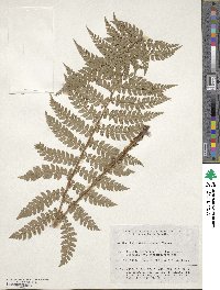 Polystichum makinoi image