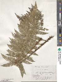 Polystichum makinoi image