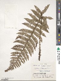 Polystichum makinoi image