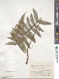 Polystichum makinoi image