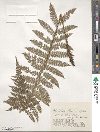 Polystichum makinoi image