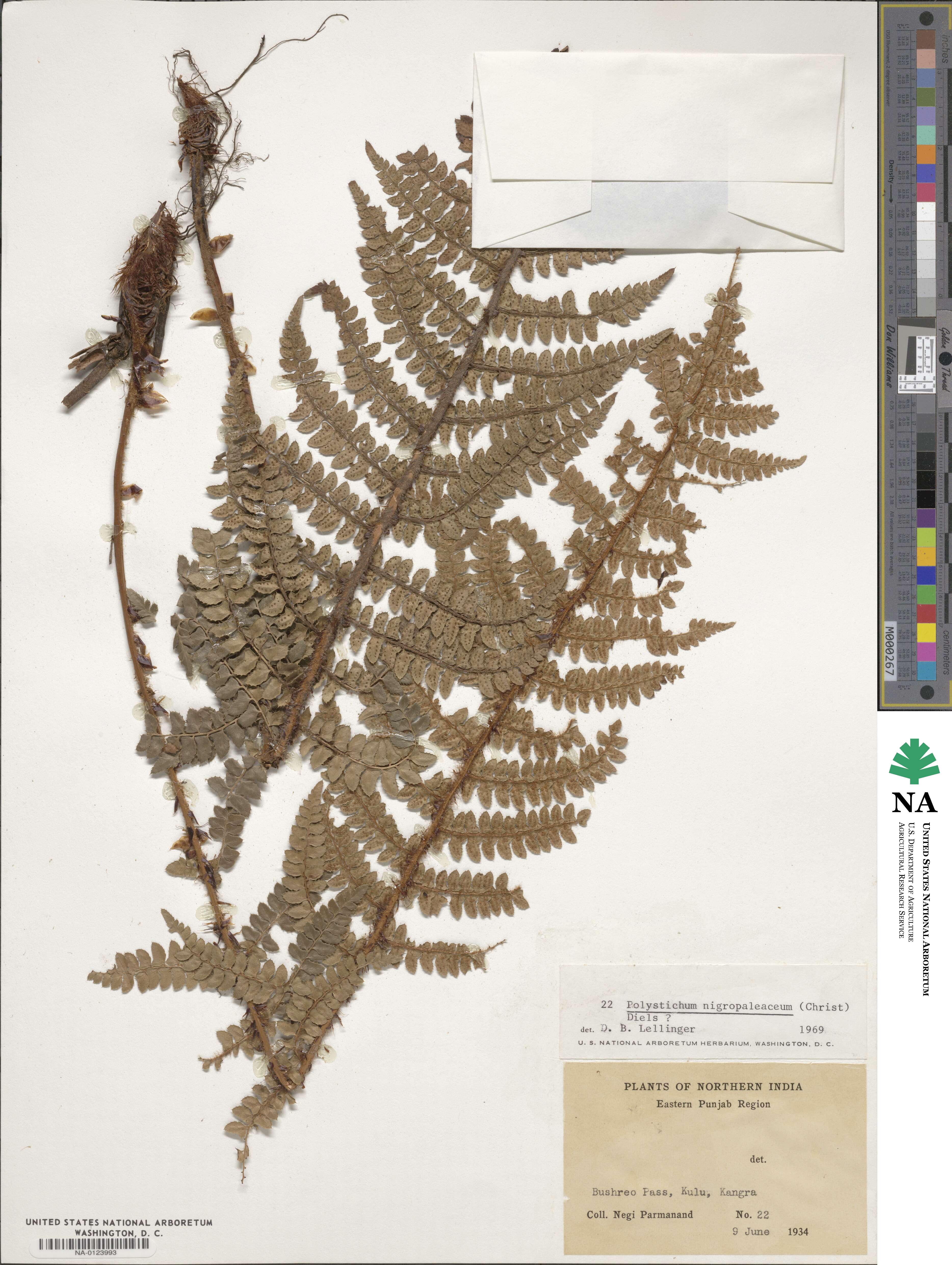 Polystichum nigropaleaceum image