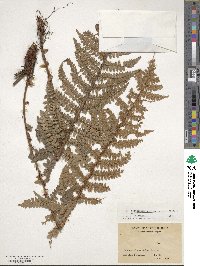 Image of Polystichum nigropaleaceum