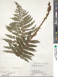 Polystichum ovatopaleaceum image