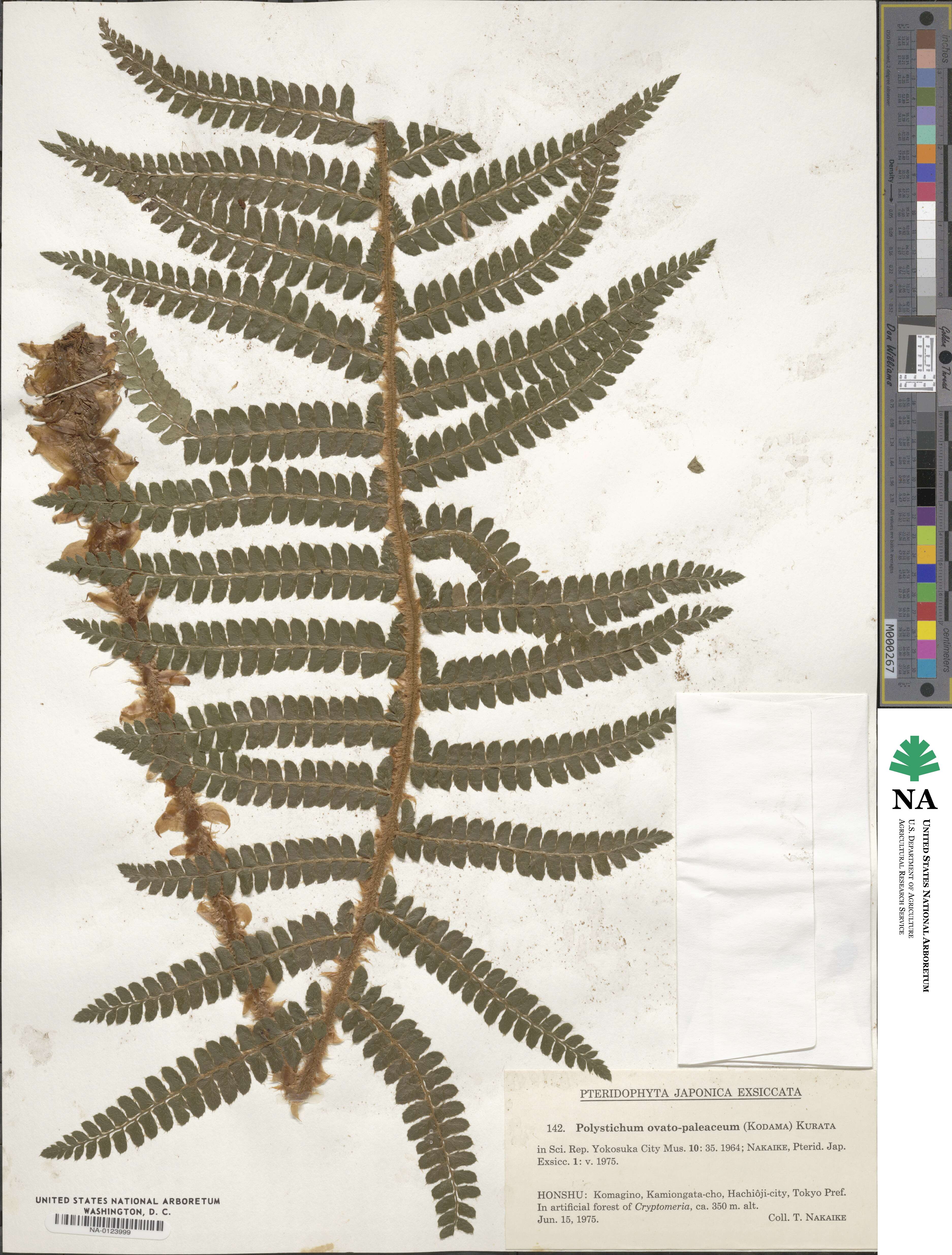 Polystichum ovatopaleaceum image